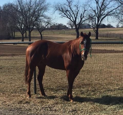 Rain Valley Fame - Sold